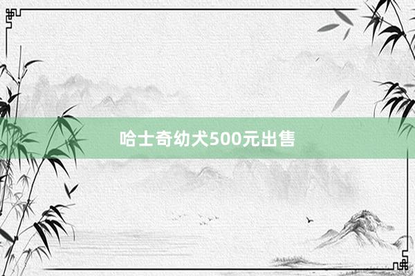 哈士奇幼犬500元出售